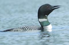 Loon 2a.jpg 